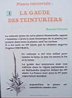 P02 - Gaude des teinturiers.jpg